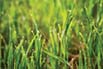 Dewy Grass