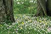 Flowering Woods