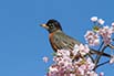 Robin