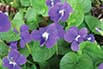 Violets